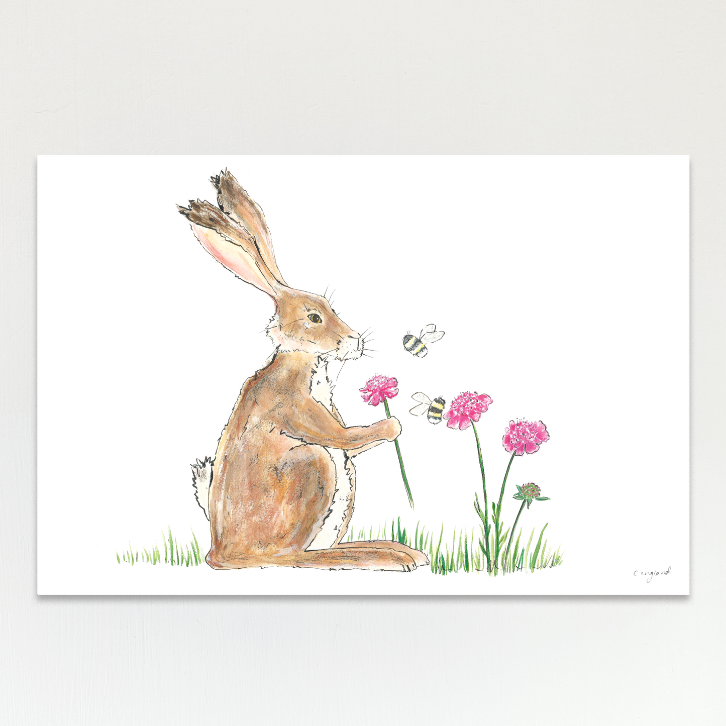 Harriet Hare
