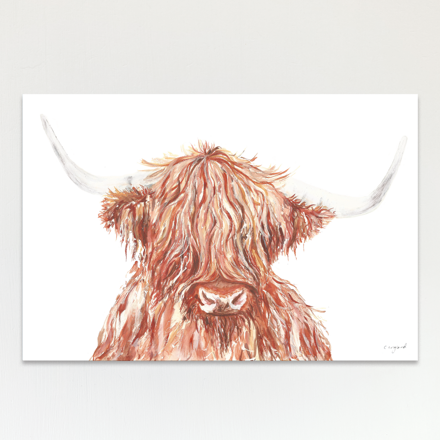 Highland Cow